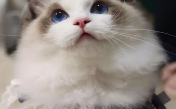 假如我是一只猫作文500字7篇