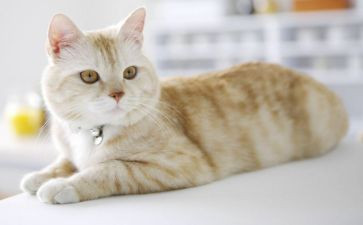 四年级上册猫教案优秀5篇
