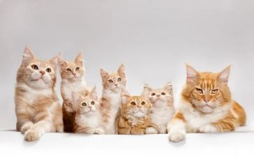 四年级上册猫的教案5篇