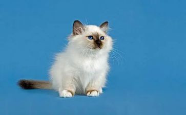 小猫钓鱼幼儿园教案7篇