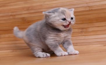 猫的读书心得通用5篇