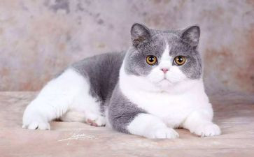 关于猫的调查报告参考8篇