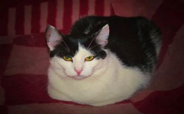 我是一只猫作文600字模板5篇