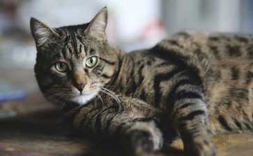 猫和鳄鱼作文7篇