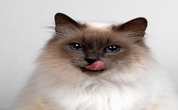电脑里的猫作文模板6篇