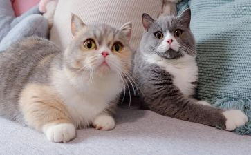 老鼠画猫教案通用5篇