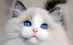 话剧猫观后感500字7篇