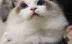 假如我是一只猫作文500字7篇