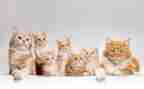 四年级上册猫的教案5篇