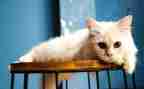 四年级上册猫教案最新7篇
