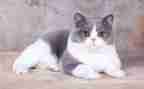 关于猫的调查报告参考8篇