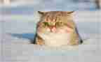 关于猫的调查报告模板7篇