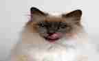 小班折小猫教案6篇