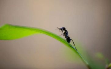 养蚂蚁的作文推荐7篇