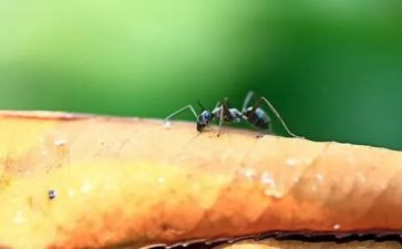 科学课蚂蚁教案6篇