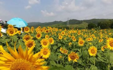 小学美德少年主要事迹6篇