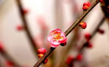梅花作文600字8篇