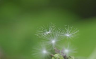 写蒲公英作文300字5篇