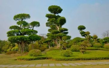 2024年植树活动方案精选8篇