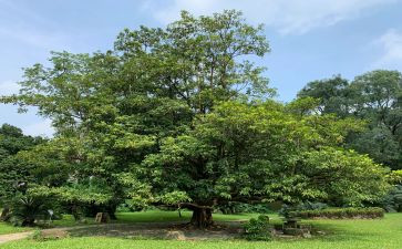2024年植树节活动方案6篇