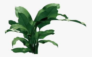 植树节的演讲稿参考8篇