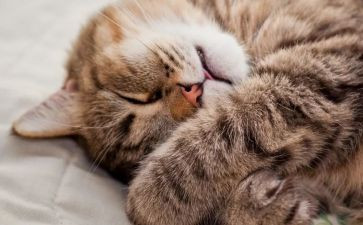 睡眠日活动总结8篇