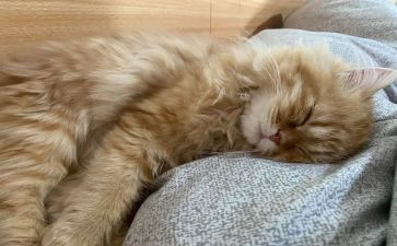 音乐课小猪睡觉教案5篇