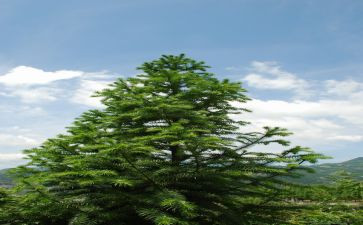 松树介绍松树的作文7篇