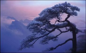 被嫌弃的松子的一生读后感6篇