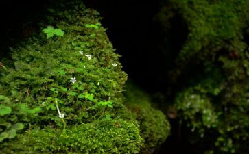 关于苔的材料作文精选8篇