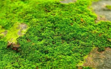 关于苔的材料作文优秀6篇