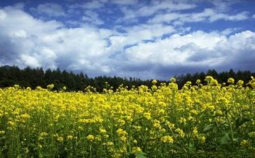 踏青节活动策划模板8篇
