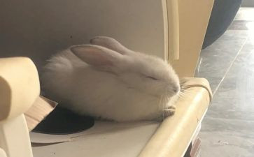 兔读后感500字精选8篇