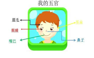 幼儿园五官教案8篇