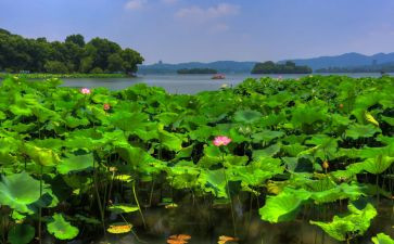 写夏天的作文模板8篇