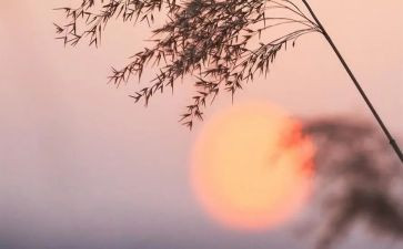 祥子的心得体会模板8篇
