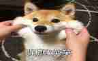 中班健康《笑》教案优秀6篇