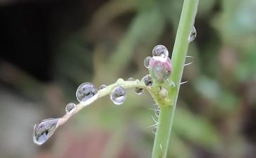 春雨满分作文8篇