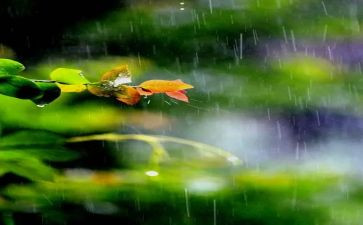 春天的雨作文8篇