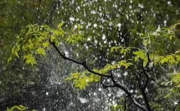 绿色的雨作文6篇