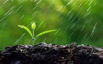 观雨的读后感100字推荐8篇