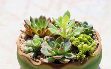 植物角作文优秀7篇