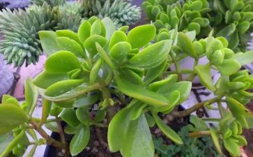 种植物作文300字优质7篇