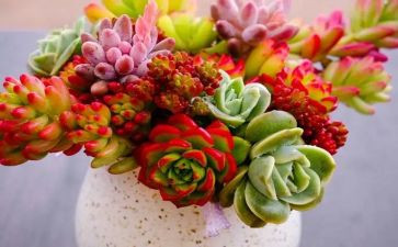 植物角作文优质5篇