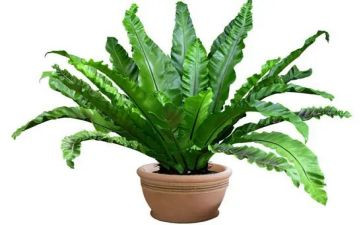 植物样方调查报告5篇