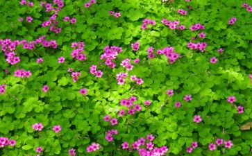 作文植物400字模板5篇
