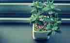 种植物的优秀作文6篇
