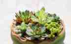 植物角作文优秀7篇