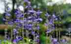 养植物作文600字作文5篇