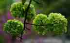 写植物的200字作文5篇